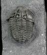 Gravicalymene Trilobite - Sugar River Formation, New York #25259-3